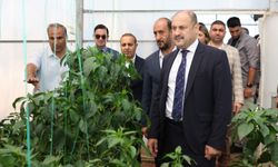 Şanlıurfa Büyükşehir Belediyesi, Ata Tohumuna Sahip Çıkıyor