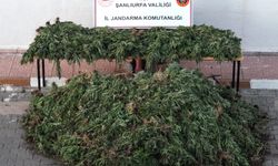 Siverek’te Jandarmadan Zehir Tacirlerine Darbe