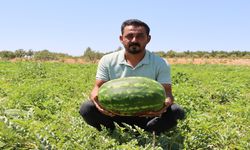Yaylak Karpuzunun Lezzeti Dağlardan Geliyor!