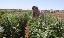 Urfa Susamı, Şanlıurfa Büyükşehir Belediyesi İle Yeniden Hayat Buluyor