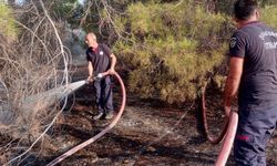 Şanlıurfa’da Ormanlık Alanda Yangın