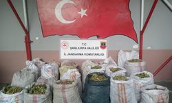 Şanlıurfa’da fıstık hırsızları yakalandı