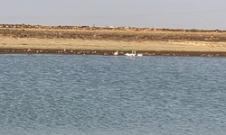 Viranşehir, Sulutepe’de ilk defa flamingo kuşları görüldü