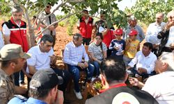 Vali Şıldak, fıstık hasadına katıldı