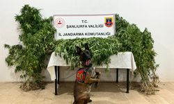 Şanlıurfa'da Uyuşturucu Operasyonu: 12 gözaltı