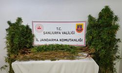 Şanlıurfa'nın 4 ilçesinde silah ve uyuşturucu operasyonu