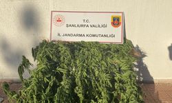 Siverek'te 35 kök kenevir bitkisi ele geçirildi