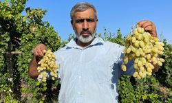 Şanlıurfa’nın Bereketli Topraklarında Üzüm Hasadı Başladı
