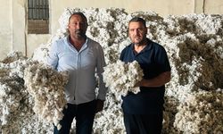 Şanlıurfa’da “Beyaz Altın” Zamanı: Pamuk Hasadı Başladı!