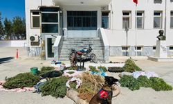 Şanlıurfa'da Ev ve Bahçelere Jandarma Baskını: Onlarca Kilo Ele Geçirildi