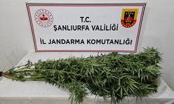 Şanlıurfa'da Jandarmadan Uyuşturucuya Darbe