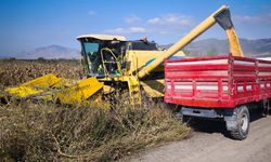 Şanlıurfa’da Sarı Altın Hasadı Başladı