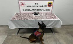 Haliliye’de Narkotik Operasyonu: 2 Şüpheli Gözaltına Alındı