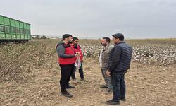 Haliliye’de Pamuk Hasadı Kalite Kontrolü Altında!