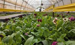 Büyükşehir’den Yeşeren Tasarruf: 400 Bin Mevsimlik Çiçek Toprakla Buluşuyor