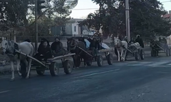Şanlıurfa’nın Kırsalında At Arabaları: Geçmişin İzleri, Bugünün Ekonomik Aracı