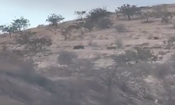 Halfeti’de Domuz Sürüsü Paniği: Vatandaşlar Tarlalarını Kaybediyor