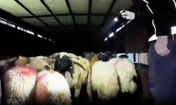 Hayvanları Kullanarak Uyuşturucu Taşıdılar