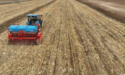 Anıza Ekim Projesi Başarıyla Sürüyor