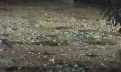 Şanlıurfa’da Gece Yarısı Sürprizi: Parkta Yiyecek Arayan Tilki Kamerada