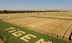 Şanlıurfa’da TİGEM 254 Sürekli İşçi Alacak! Başvuru Tarihleri Açıklandı