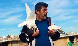 Güvercinler 50 Bin Dolardan 1 Milyon TL Arasında Alıcı Buluyor.