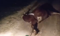 Halfeti’de Elektrik Faciası: Genç Çiftçinin İki İneği Telef Oldu