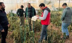 Şanlıurfa’da Yoğun Kar Yağışı Seraları Çökertti