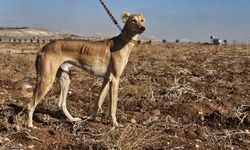 Şanlıurfa’da Doğanın Nefes Kesen Anları Kamerada