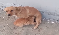 Viranşehir’de ezber bozan kareler: Kedi köpeği emdi