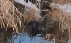 Viranşehir’de Nadir Görüntü: Su Samurları İlk Kez Görüldü