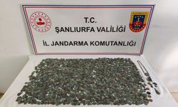 Ceylanpınar’da Tarihi Eser Operasyonu