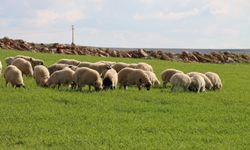 Şanlıurfa’da Toprak Nefes Aldı, Umutlar Yeşerdi