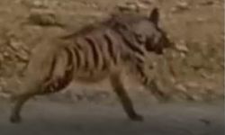 Birecik’te Nesli Tehlike Altında Çizgili Sırtlan Görüntülendi