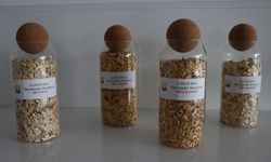 Şanlıurfa’da Ata Tohumları Çiftçilerle Buluşuyor