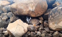 Şanlıurfa’da Silah Kaçakçılığı Operasyonu: 8 Gözaltı