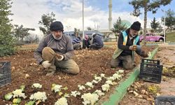 Eyyübiye Yeşil Alanları Bahara Hazırlanıyor