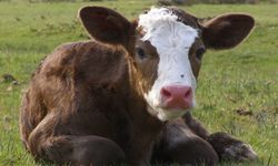 Urfa’da Sahur Saatinde Hırsızlık: Ahırdan Buzağı Çalındı