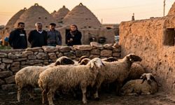 Harran’da Hayvan Hırsızlığı Tırmanıyor! Vatandaş Tedirgin