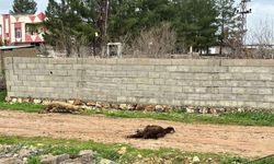 Ceylanpınar’da Yağış Felaketi: 5 Koyun Elektriğe Kapıldı