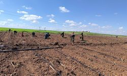 Şanlıurfa’da Alternatif Tarım: Domates Dönemi Başladı