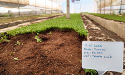 Büyükşehir Seralarında 400 Bin Yazlık Çiçek Üretiliyor