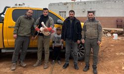 Şanlıurfa’da Yaralı Leylek Kurtarıldı! Duyarlılık Hayat Kurtardı