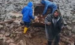 Viranşehir’de Çamura Saplanan İnek Kurtarıldı