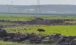 Viranşehir’de Tarlada Korku Dolu Anlar! Domuzla Karşılaştı