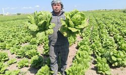 Şanlıurfa’da GAP marulu Çiftçinin yüzünü güldürdü