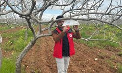 Fıstık Bahçelerinde Alarm: Dal Güvesine Karşı Harekete Geçildi