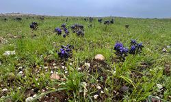Şanlıurfa’da Doğa Uyandı! Dev Araziler Rengarenk Oldu