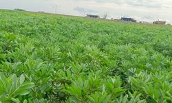 Harran'da Bakla Hasadı Başladı