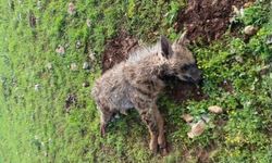 Şanlıurfa’da Nesli Tükenme Tehlikesindeki Sırtlan Telef Oldu